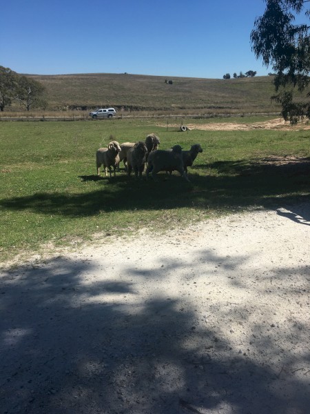1st Cross Wethers