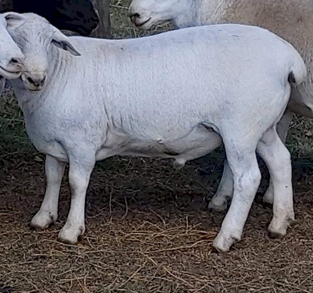 Australian White Commercial Rams 