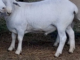 Australian White Commercial Rams 