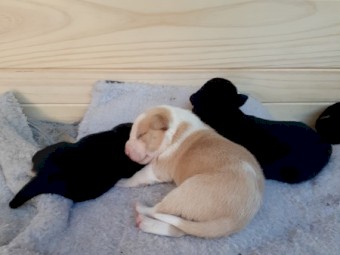 Purebred kelpies 