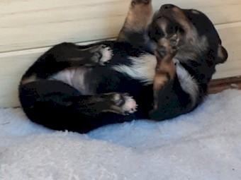 Purebred kelpies 