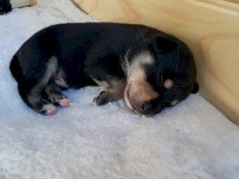 Purebred kelpies 