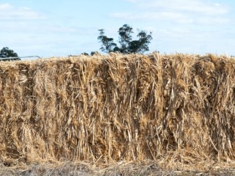 Wheaten Hay