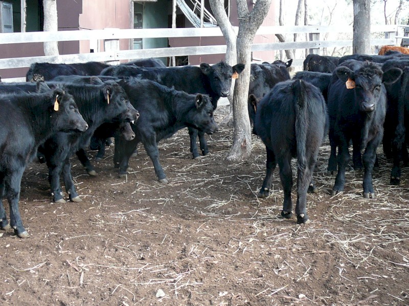 Angus weaners