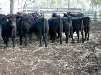 Angus weaners