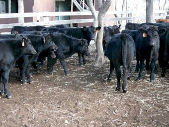 Angus weaners