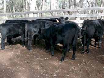 Angus weaners