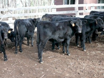 Angus weaners
