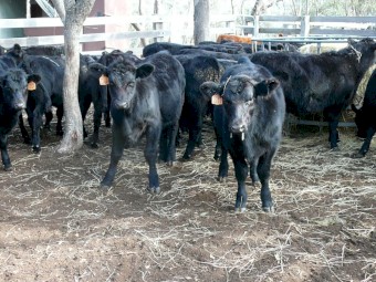 Angus weaners