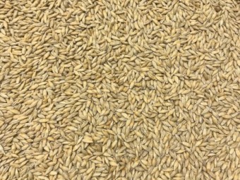 Banks Barley seed