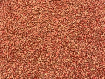 Catapult Wheat seed