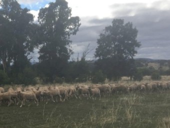 Merino Wethers highly productive