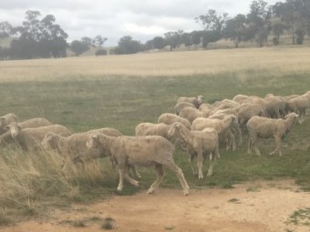 Merino Wethers highly productive