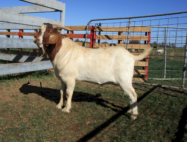 100% Boer Buck