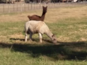 2 x alpacas