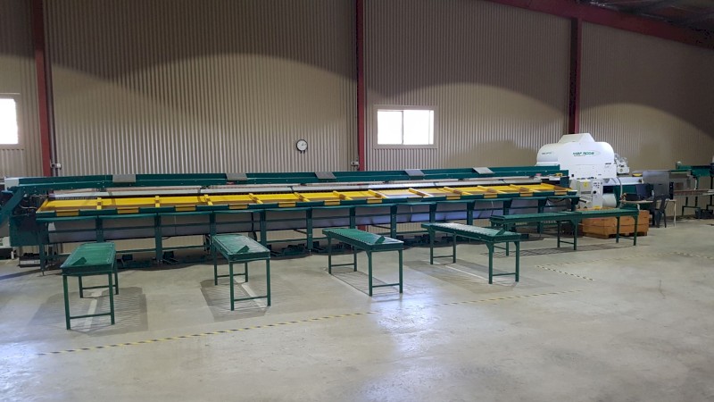 Pianokey Fruit and Vegetable Grader for Sale