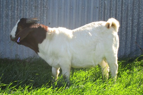 100% Boer Buck