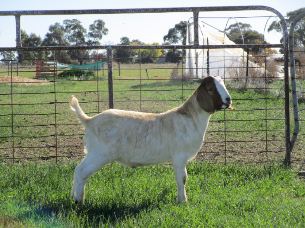 100% Pure Boer Buck