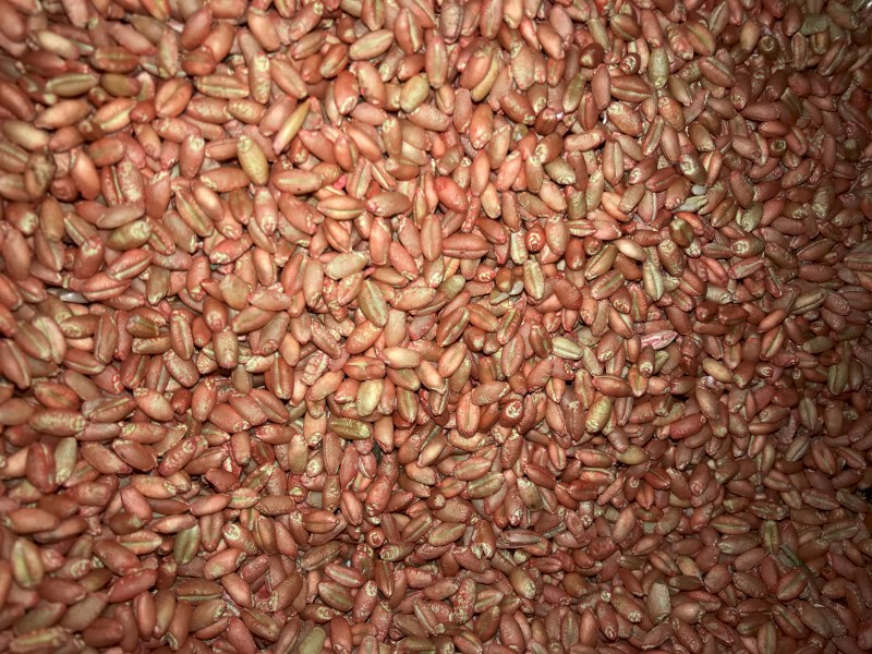 23mt Wheat seed