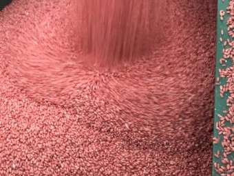 23mt Wheat seed