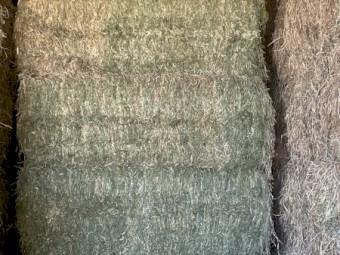 Lucerne Hay 8x3x3 Bales