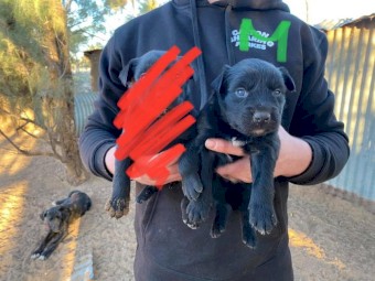 Working Puppies For Sale