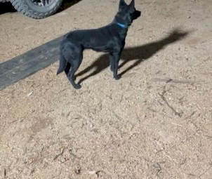 Working Puppies For Sale