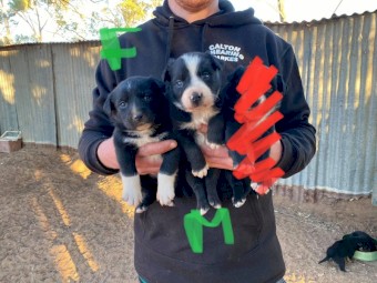 Working Puppies For Sale
