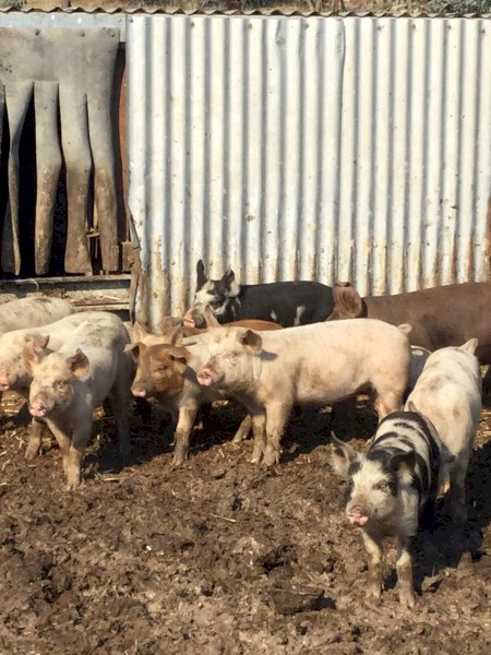 Pigs 