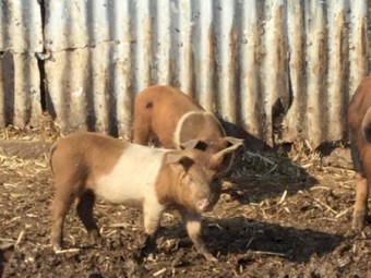 Pigs 