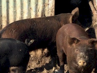 Pigs 