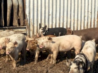 Pigs 
