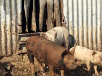 Pigs 