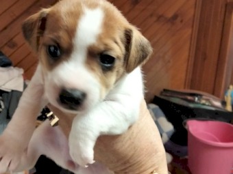 1 female Jack Russell Pups.