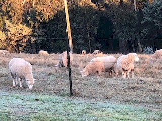21 x Poll Dorset maiden ewes ready for joining for spring lambing