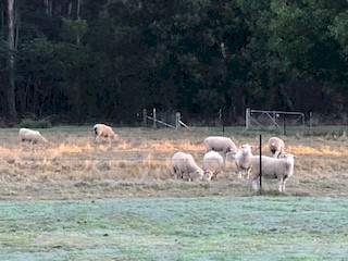21 x Poll Dorset maiden ewes ready for joining for spring lambing