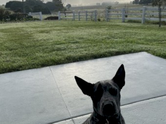 Blue Heeler 6 months 
