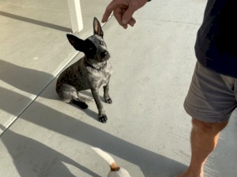 Blue Heeler 6 months 