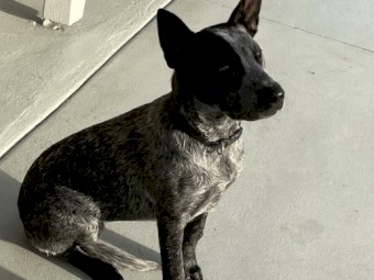 Blue Heeler 6 months 