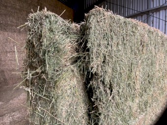Lucerne Hay