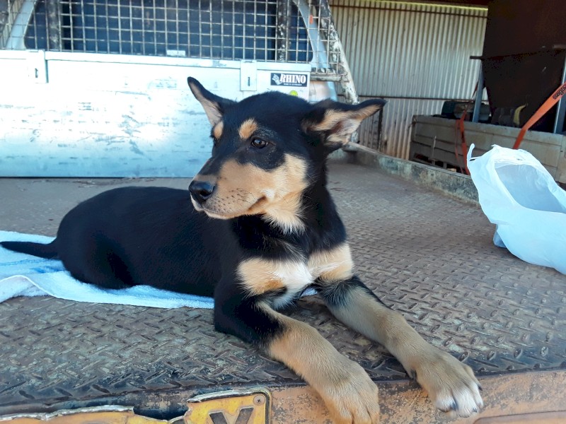 Kelpie x Border Collie Puppy