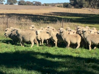 Good CFA Merino Ewes