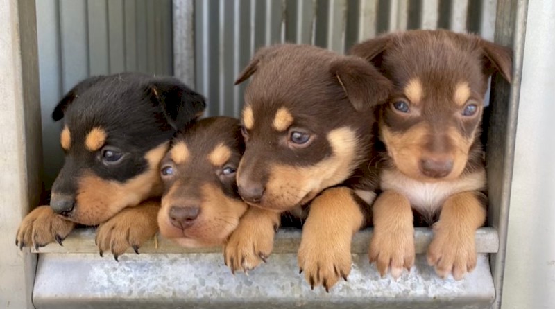 Pure Bred Kelpie working dog pups