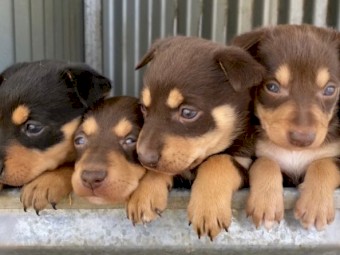 Pure Bred Kelpie working dog pups