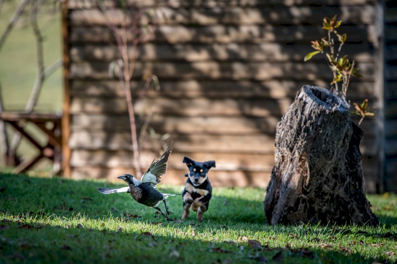 Purebred kelpie pups (3 Males)