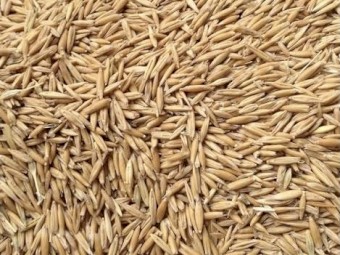 Swan Oats