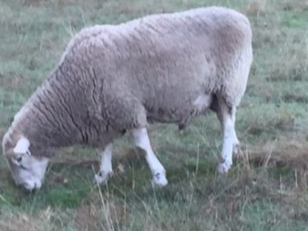 3 x White Suffolk Rams 1 is Koolevale Bloodline and 2 are Kismet Bloodline 