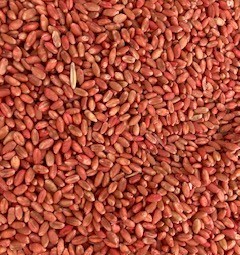 Wheat - Razor