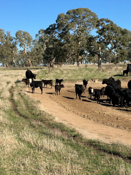 20 Angus Cows and Calves