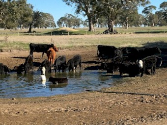 20 Angus Cows and Calves
